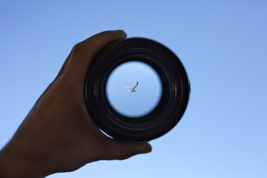 View through spyglass lens to the white seagull bird flying in the sky