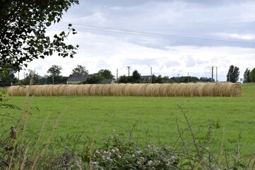 Fototapeta premium fourrage