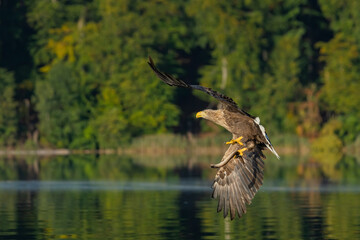 White-tailed eagle with eel