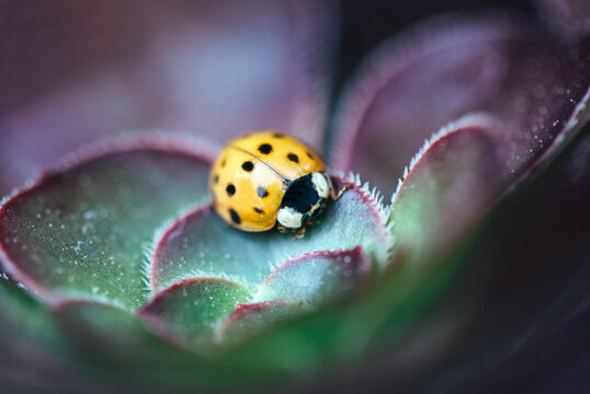 Yellow ladybug in a purple succulent
