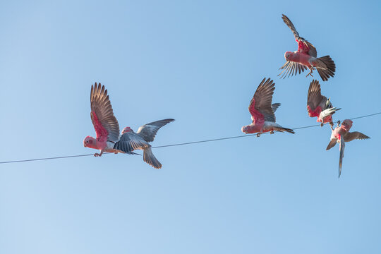 Australian pink galahs on a wire