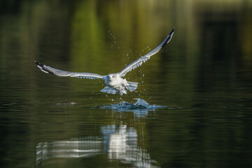 Seagull in flight