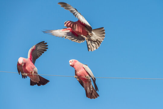 Australian galah