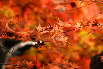 Japan maple leaves in autumn