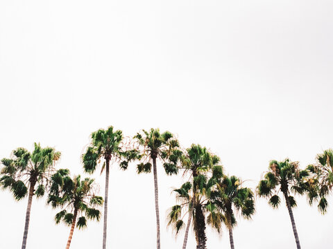 Palm Trees on an Overcast Day in San Clemente, California