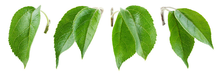 Apple leaves isolate. Apple leaf on white background. Green apple leaves. Fruit leaf. Leaf background.
