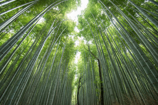 Arashiyama forest, Kyoto, Japan.