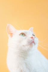 Portrait of a white cat with green eyes close-up on a yellow background. Cute funny pet...