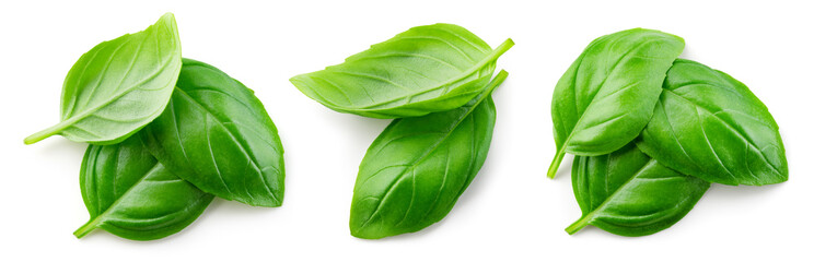 Basil isolated. Basil leaf on white. Basil leaves top view set. Full depth of field.