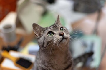 見つめる猫ちゃん　　サバトラ猫