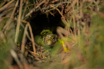 close up of green lizard