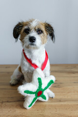 Kleiner Terrier Hund mit einem selbstgemachten Weihnachtsstern aus Filz um den Hals. Holzboden, sitzen, neutraler Hintergrund.