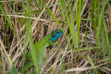Fototapeta premium close up of green lizard