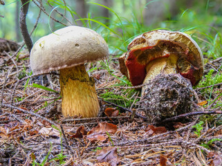Zwei Exemplare des Pilzes Netzstieliger Hexenröhrling (SUILLELLUS LURIDUS) auf Waldboden als Nahaufnahme