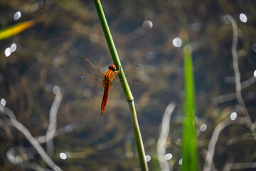 close up dragonfly sit on the grass