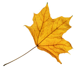 autumn maple leaf closeup object in details, bright and colorful, white background isolated, macro photo, depth of field entire object