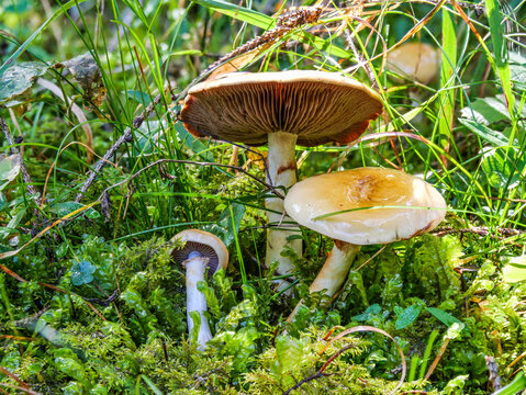 Der Pilz Ziegelgelber Schleimkopf  (Cortinarius varius) aus der Familie der schleierlingsverwandten (Cortinariaceae) Pilze als Nahaufnahme