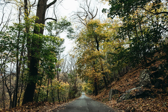 Road leading through colorful fall trees