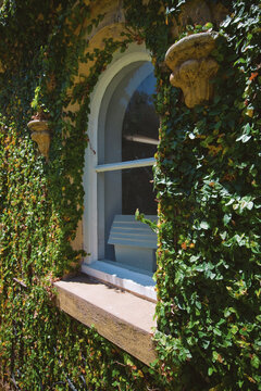 Window of homestead framed with English Ivy