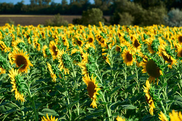 sunflower - bright field with yellow flowers, beautiful summer landscape in sunset