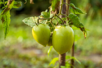 Green tomatoes on a branch in the garden, copy space.