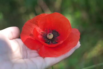 Poppy in hand