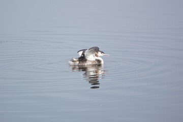 Haubentaucher mit gespreizten Flügeln / 
Great crested grebe with spread wings