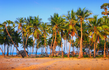 Talaimannar village, Mannar island, Sri Lanka, South Asia. Beautiful scenic view - fishing huts, Indian Ocean, sand, coconut palm trees in the light of the setting sun at the background of blue sky - obrazy, fototapety, plakaty