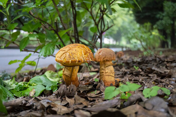 キノコ／道路脇のアカヤマドリタケの生菌と幼菌／Boletus edulis