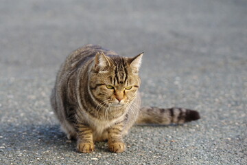 孤独　　キジトラ猫