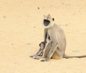 Langur monkeys (mum and child) sitting on the sand, Anuradhapura, Sri Lanka