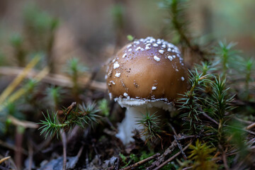young toxic Panther cap mushroom in its natural wood enviroment. Selective focus, horizontal, copy space
