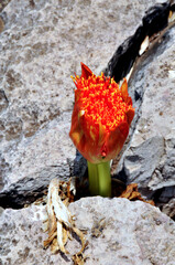 A red disa flower coming out of the cracks in the rocks on Table Mountain