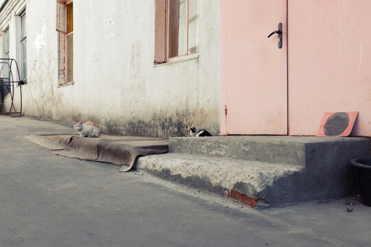 Moscow Alley Cats