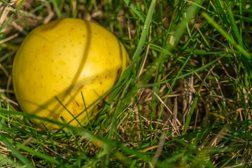 Yellow beautiful apple in the grass in the sunlight, copy space