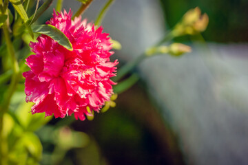 Close-up of a pink Chabot garden carnation flower in the garden on a Sunny day