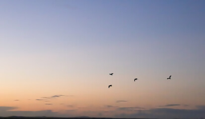 Fototapeta na wymiar birds flying in the sunset
