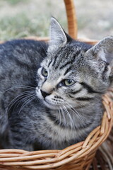 homeless not purebred ordinary cat