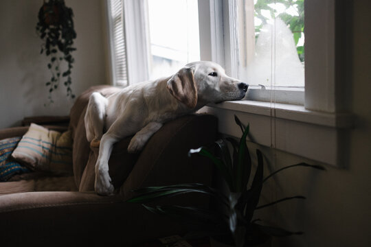 White dog laying on Couch Looking out Window