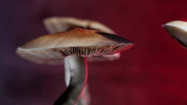 The Mexican magic mushroom is a psilocybe cubensis, a specie of psychedelic mushroom whose main active elements are psilocybin and psilocin - Mexican Psilocybe Cubensis. An adult mushroom raining spor