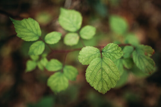 Detail of Poison Ivy