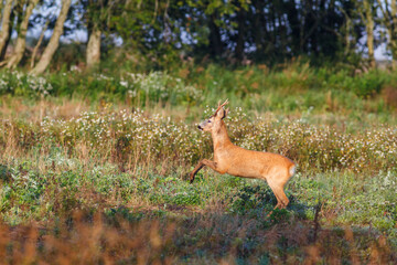 Roe deer on a meadow at the forest edge in the summer