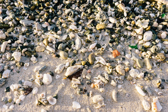 Shells on a sandy beach