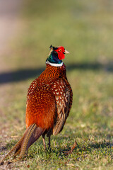 Pheasant bird with beautiful plumage