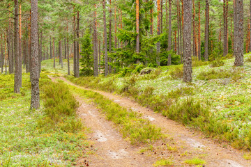 Forest road in a coniferous forest at summer