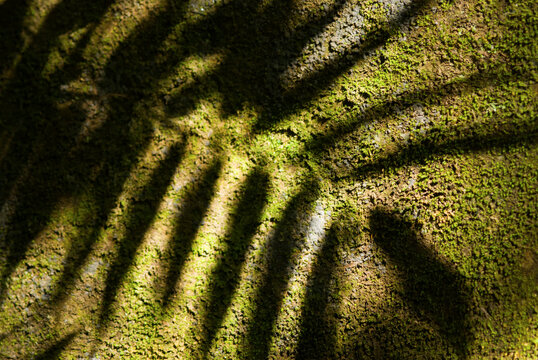 Shadow of fern on land with green moss