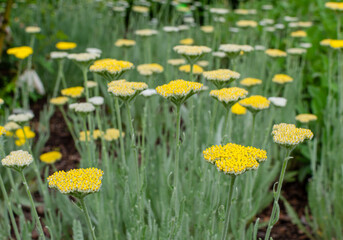 Achillea Schwellenburg. A lot of yellow  flowering plants. © I_love_life