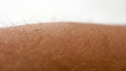 hairs on human skin, close-up human arm hair,
