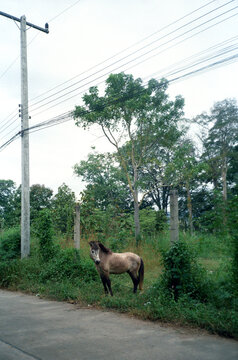 Little horse near road