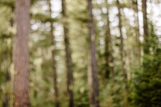 Out of focus forest trees